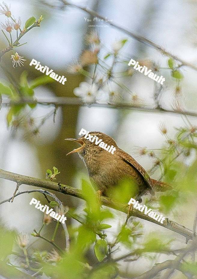 Eurasian Wren